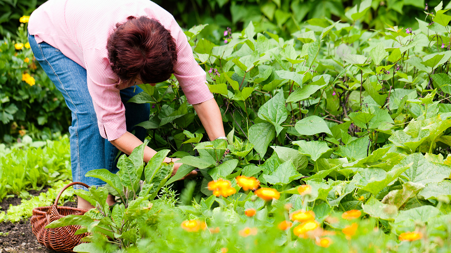 Gardening doesn't need to end with backache